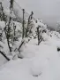 Градински студоустойчиви кактуси, снимка 12