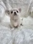 чихуахуа момченце , снимка 5