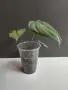 Филодендрон 'Глориозум Зебра' / Philodendron gloriosum zebra, снимка 6