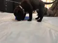 Кане Корсо - Cane Corso кученца, снимка 8