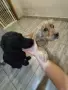 Кокер шпаньол английски , снимка 4