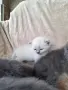 Британски дългокосмести котета , снимка 7