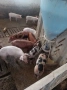 Продавам малки отбити прасета , снимка 1
