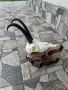 Трофей от коза.Рога, снимка 1