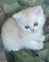 Сребърна чинчила- шотландко правоухо коте., снимка 5