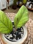 Hoya Maredithii , снимка 1 - Стайни растения - 44357513