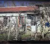 Тухлена къща с голям двор в село Борислав на 30 км от град Плевен, снимка 3