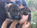 чистопородна немска овчарка, снимка 8
