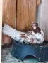 Чилести ( паламарски) гълъби , снимка 4