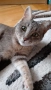 Подарявам котка, Синьо Таби, женска, кастрирана , снимка 5
