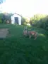 Чехословашки вълчак, снимка 6