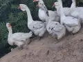 Холмогорски Гъски , снимка 5