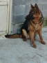 Немска овчарка , снимка 1