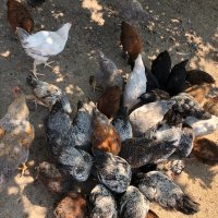 Кокошки катунски, снимка 1 - Кокошки и пуйки - 41630116