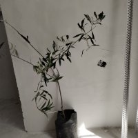 Студоустойчиви маслини Мегарон, снимка 7 - Градински цветя и растения - 42298151