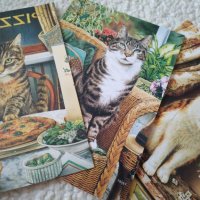 Красиви картички с изображения на котки, снимка 3 - Колекции - 35699135