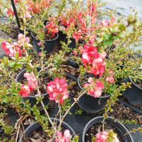 Розова Японска дюля, CHAENOMELES SUPERBA 'PINK TRAIL', снимка 3 - Градински цветя и растения - 39411158