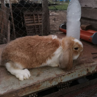 Френски кочовати зайци, снимка 5 - Други - 36206895