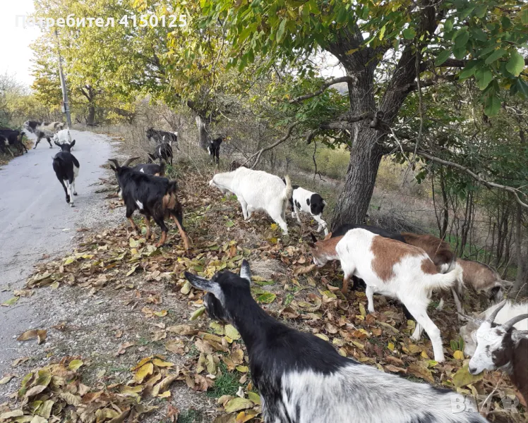 Продавам кози  с 1 или 2 ярета, снимка 1