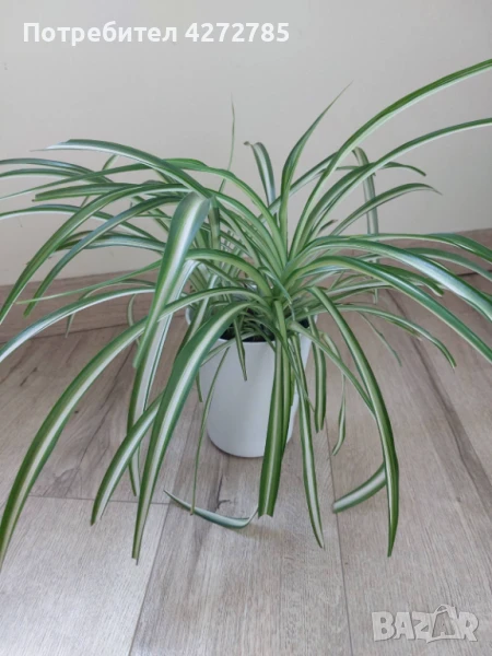 Хлорофитум Вариегата , снимка 1