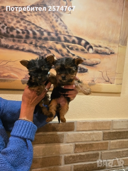 МИНИ ЙОРКШИРСКИ ТЕРИЕРИ , снимка 1