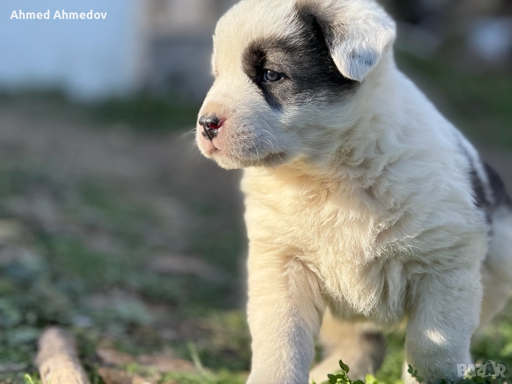Кученца, Кавказка овчарка-Алабай, снимка 1