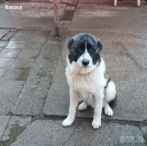 Мъжка каракачанка за пазач и за разплод, снимка 1