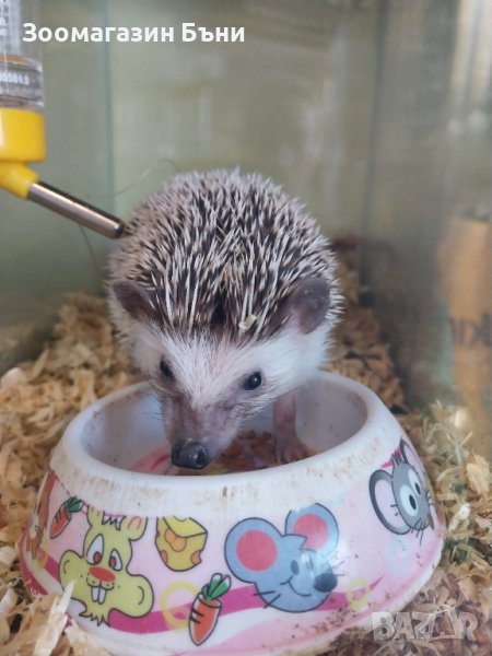 Алжирски мини таралежчета, снимка 1