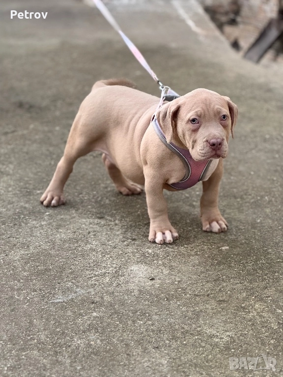 Американско були, снимка 1