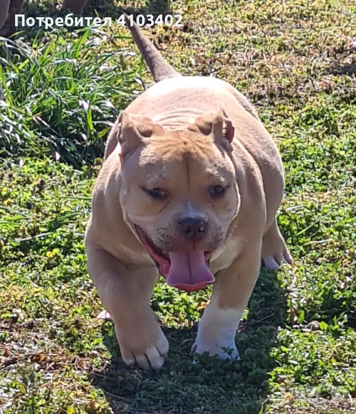 Американско були-покет , снимка 1