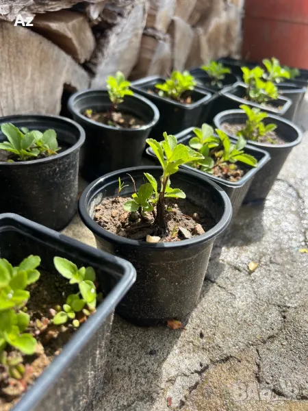 Продавам растение Стевия, снимка 1