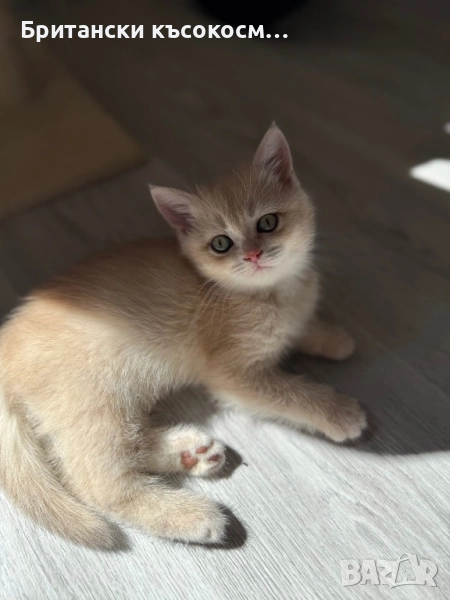 Британска късокосместа чинчила , снимка 1