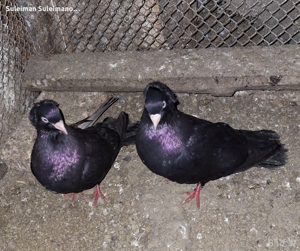 Паламарски на глас 80 лв двойката, снимка 1