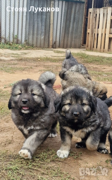 продавам Кавказка Овчарка , снимка 1