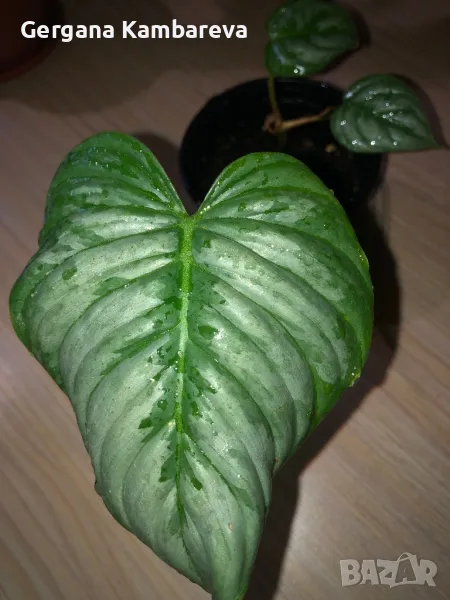Philodendron Sodiroi , снимка 1