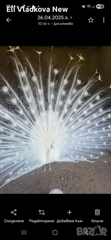 Двойка пауни ,бял и арлекин, снимка 1