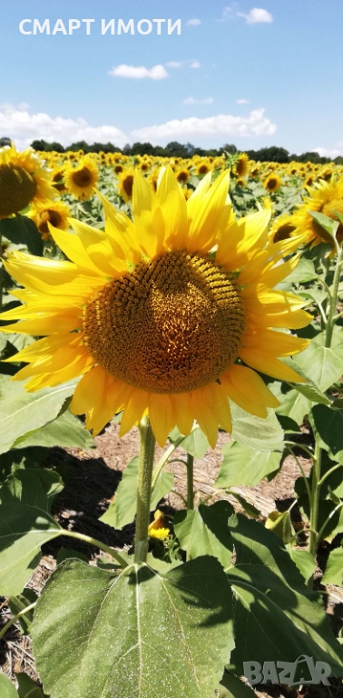 Продава земеделска земя - 39 дка - с. ДИБИЧ, общ. Шумен, снимка 1