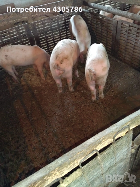 Малки прасета, снимка 1