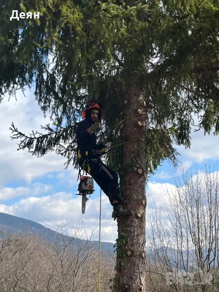 Рязане на опасни дървета в половин България  / Арборист / Arborist, снимка 1