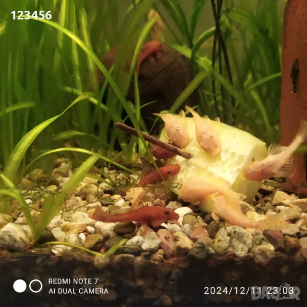 Бели анциструси, снимка 1