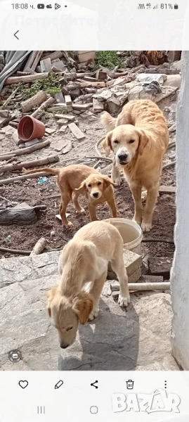 Продавам 4 мъжки Голдън редривър ваксина паспорт на 3 месеца. Тел. 0899075266, снимка 1