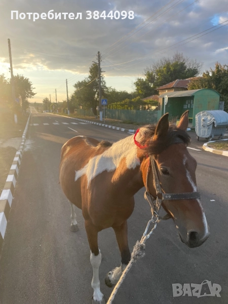 Кобила, снимка 1