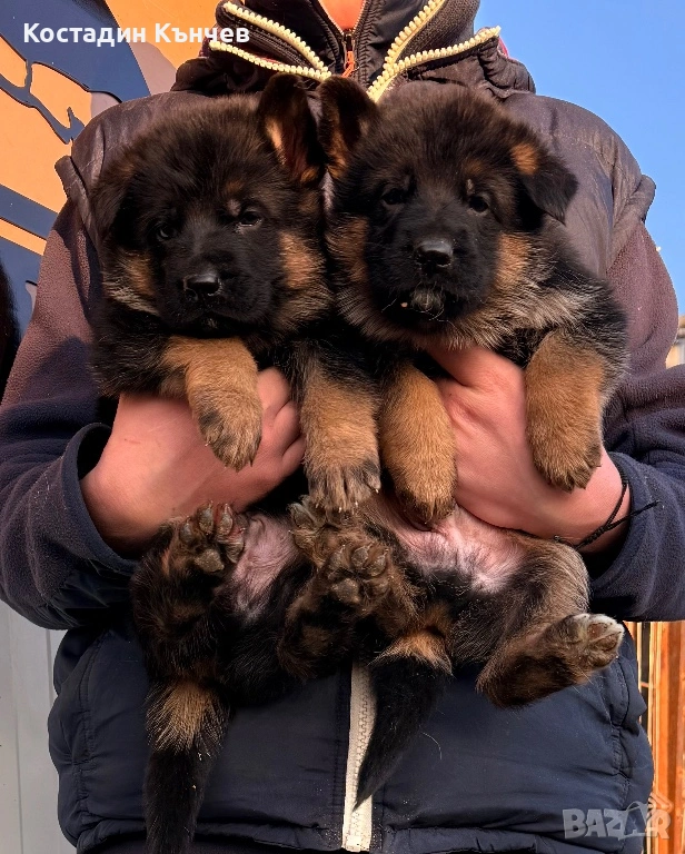 Немска овчарка кученца, снимка 1