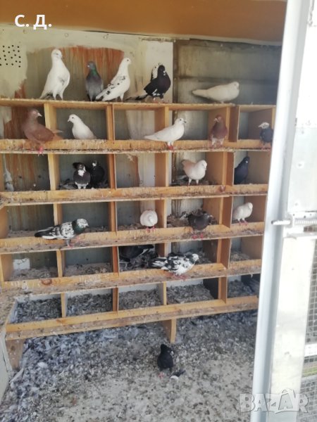 Продавам гълъби, снимка 1