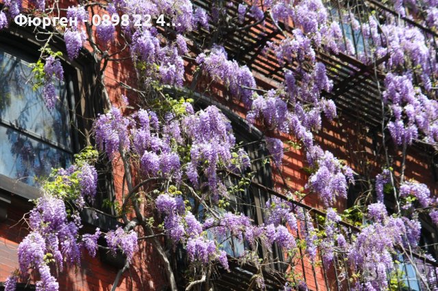 Вистерия -Глициния, снимка 13 - Градински цветя и растения - 38067320