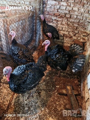 Пуйки порода Артисан , снимка 3 - Кокошки и пуйки - 52616371