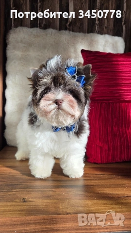 мини йоркшир момче, снимка 2 - Йоркширски териер - 53006502