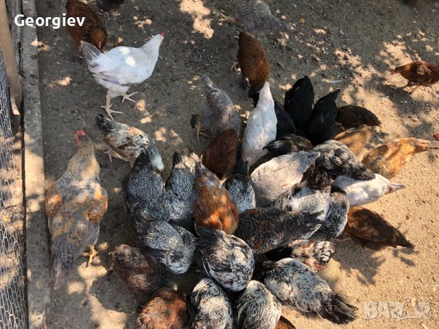 Кокошки катунски, снимка 1