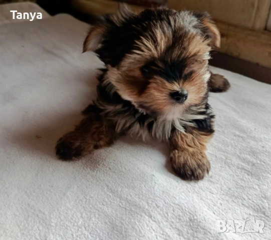 Йоркширски териер, снимка 2 - Йоркширски териер - 53396161