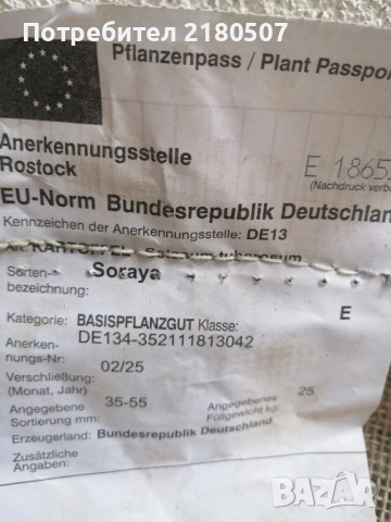 Картофи семе, снимка 5 - Разсади - 38859078